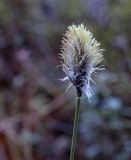 Eriophorum vaginatum. Верхушка побега с соцветием. Пермский край, Оханский р-н, Тулумбаихинское сельское поселение, Кунчурихинский бор, мезотрофный лаг верхового болота. 01.05.2020.