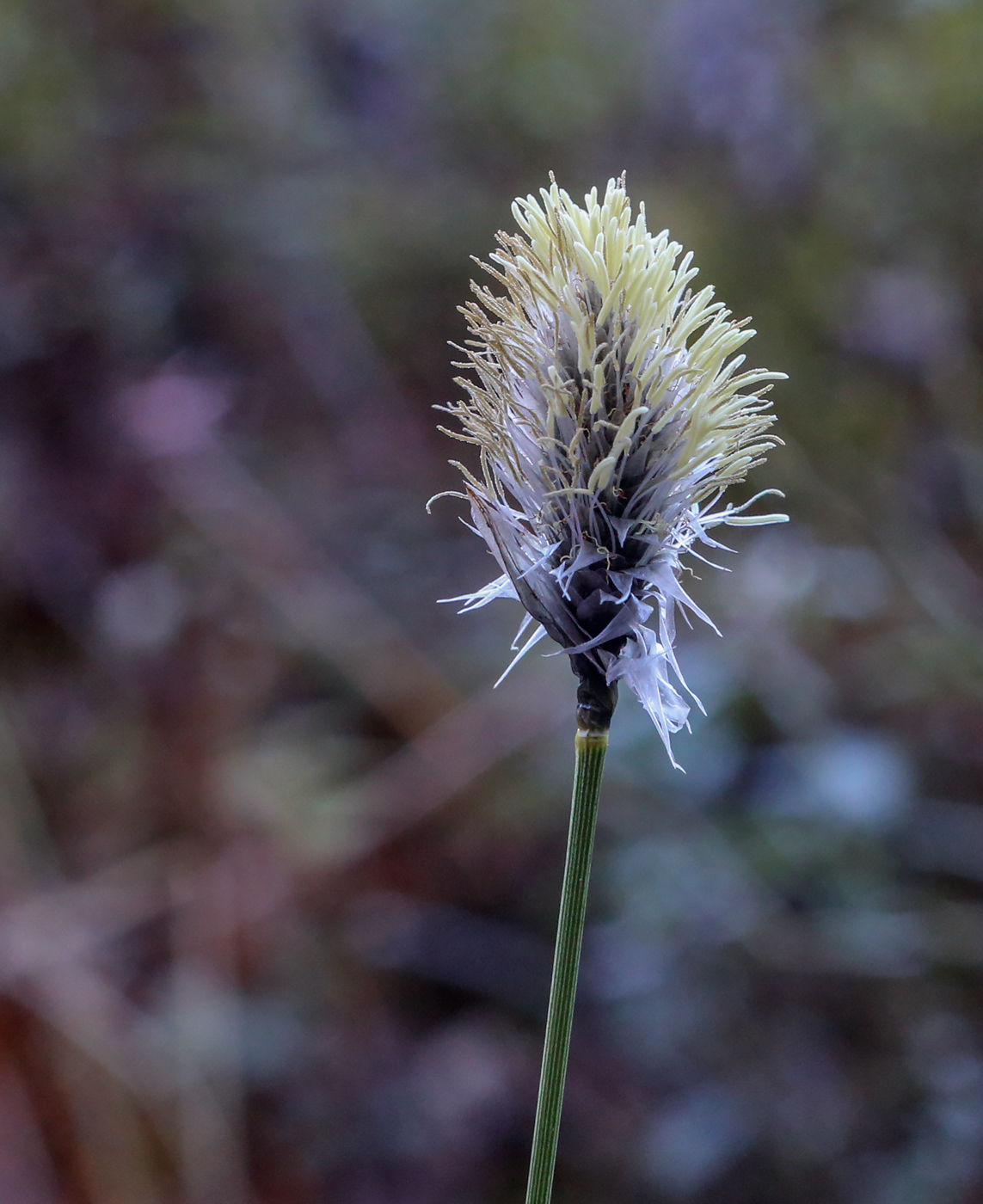 Image of Eriophorum vaginatum specimen.