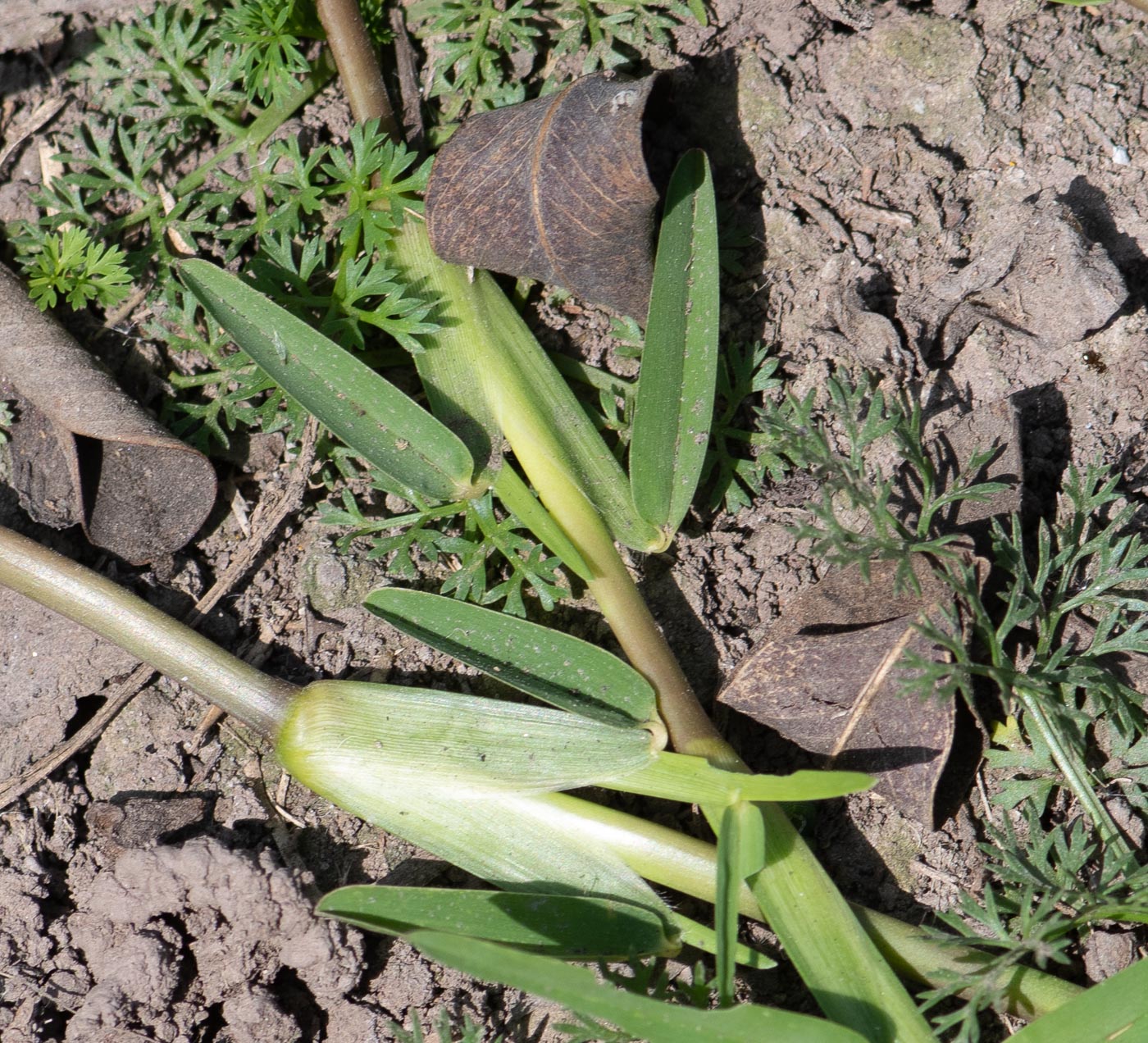 Изображение особи семейство Poaceae.