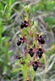 Ophrys × aghemanii