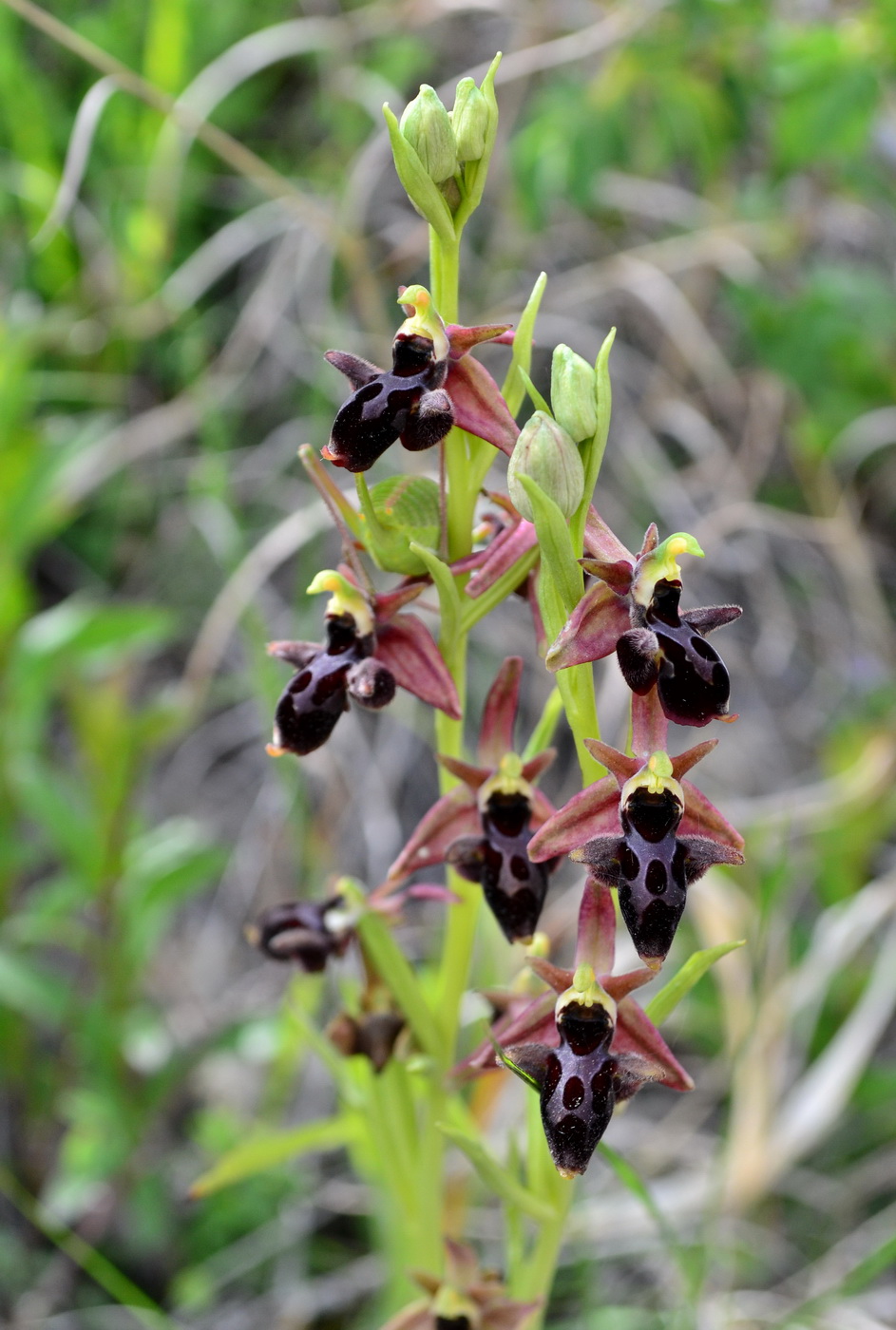 Image of Ophrys × aghemanii specimen.