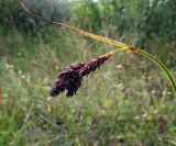 Carex atrata