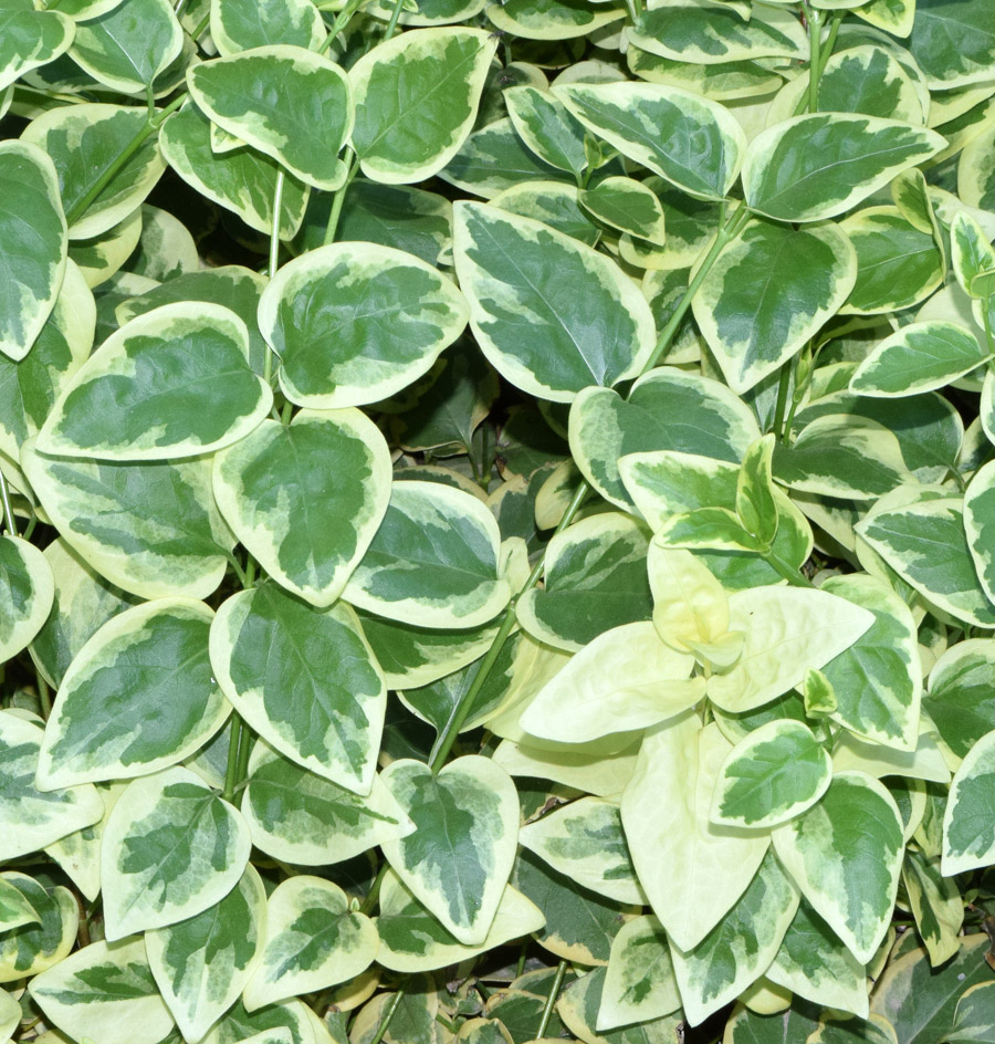 Image of Vinca major specimen.