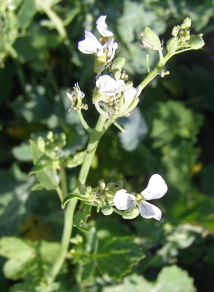 Image of familia Brassicaceae specimen.