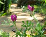 Vicia cordata