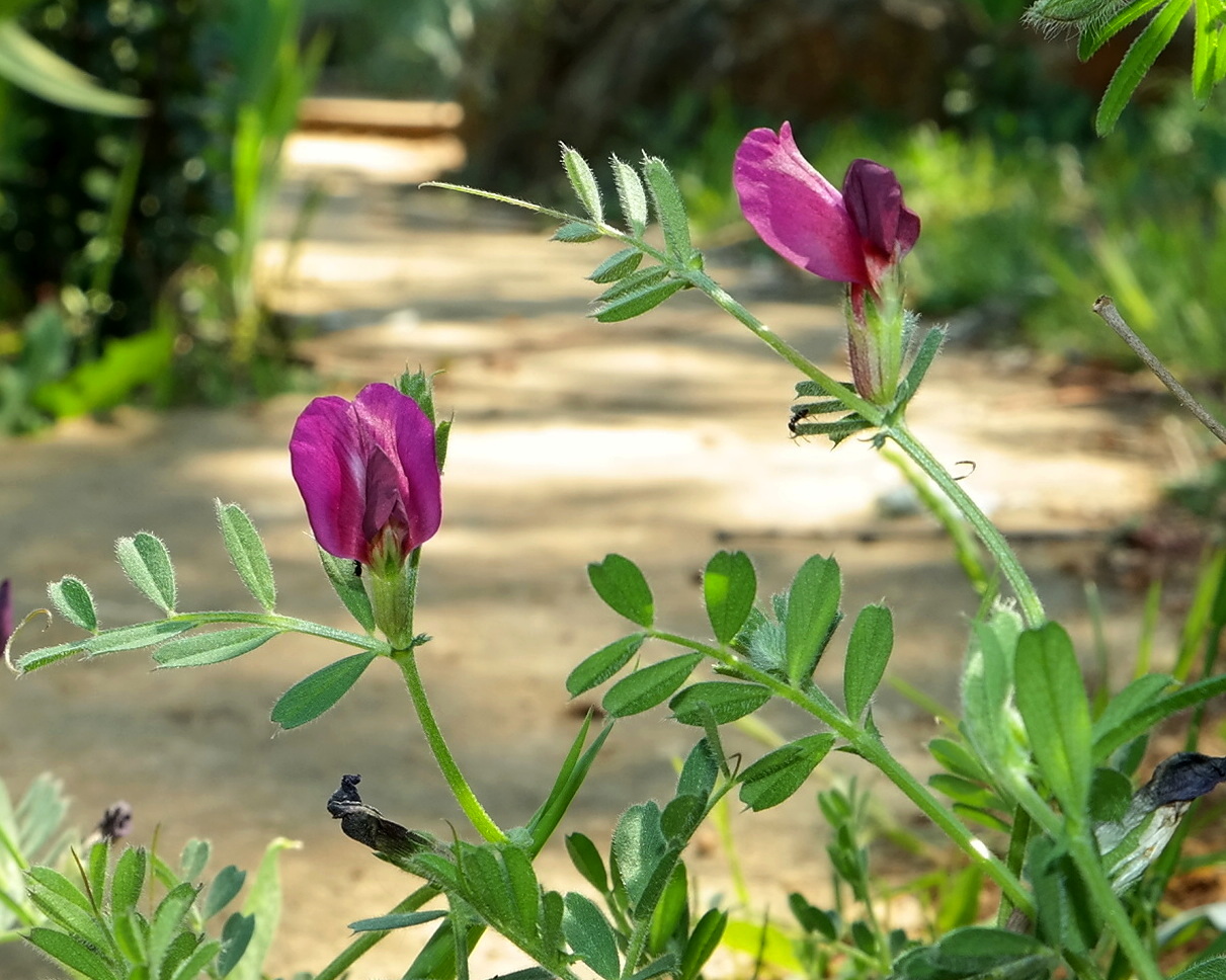 Image of Vicia cordata specimen.