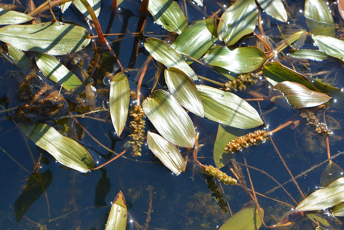 Image of Potamogeton natans specimen.
