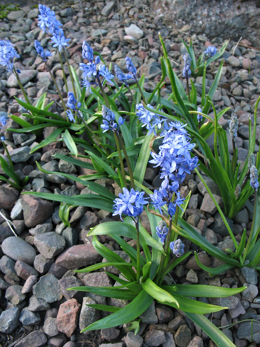 Image of Scilla bithynica specimen.