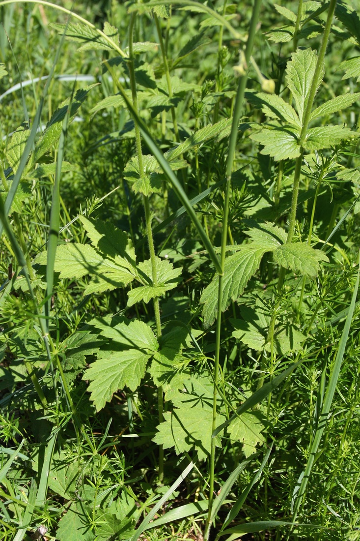 Image of Geum urbanum specimen.