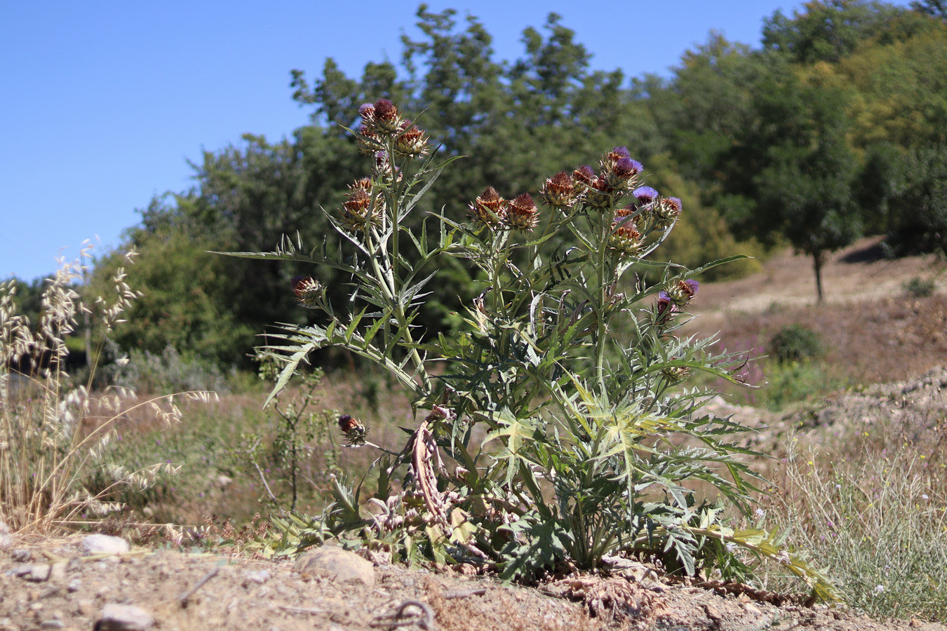 Image of Cynara scolymus specimen.