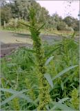 Rumex maritimus. Верхушка побега с соцветием. Чувашия, окр. г. Шумерля, пойма р. Сура, оз. Щучья Лужа. 5 сентября 2010 г.