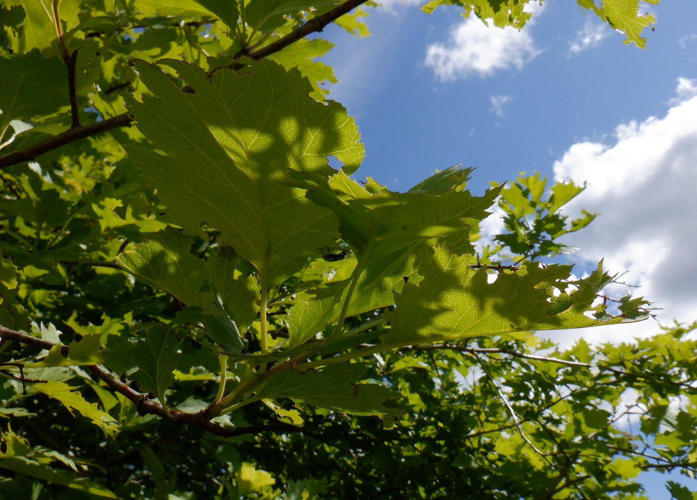 Изображение особи Crataegus chlorocarpa.