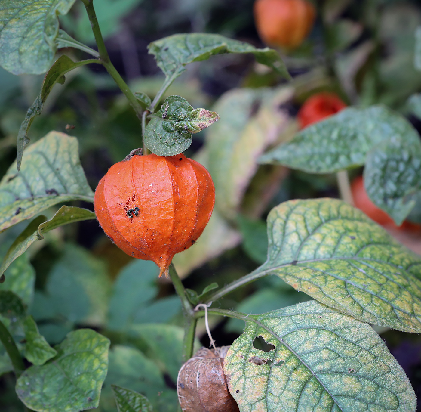 Изображение особи Alkekengi officinarum.