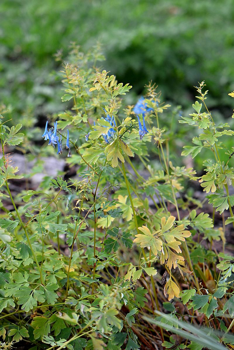 Изображение особи Corydalis flexuosa.