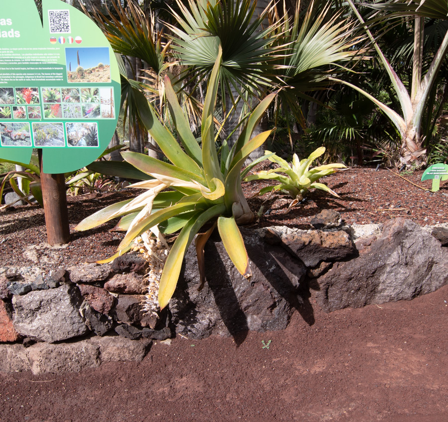Image of familia Bromeliaceae specimen.