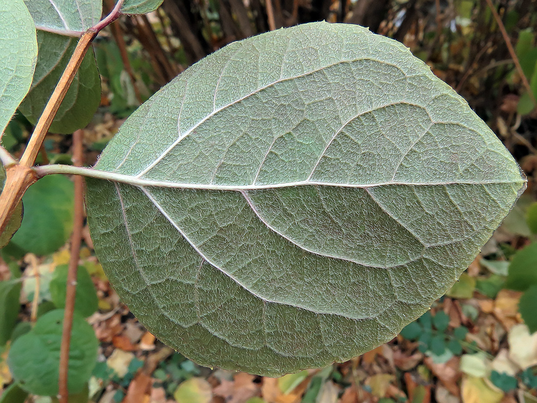 Image of Philadelphus pubescens specimen.