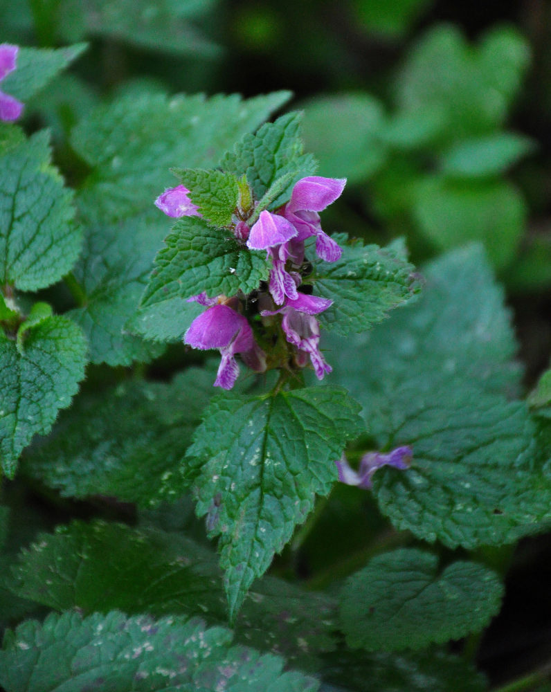 Image of Lamium maculatum specimen.