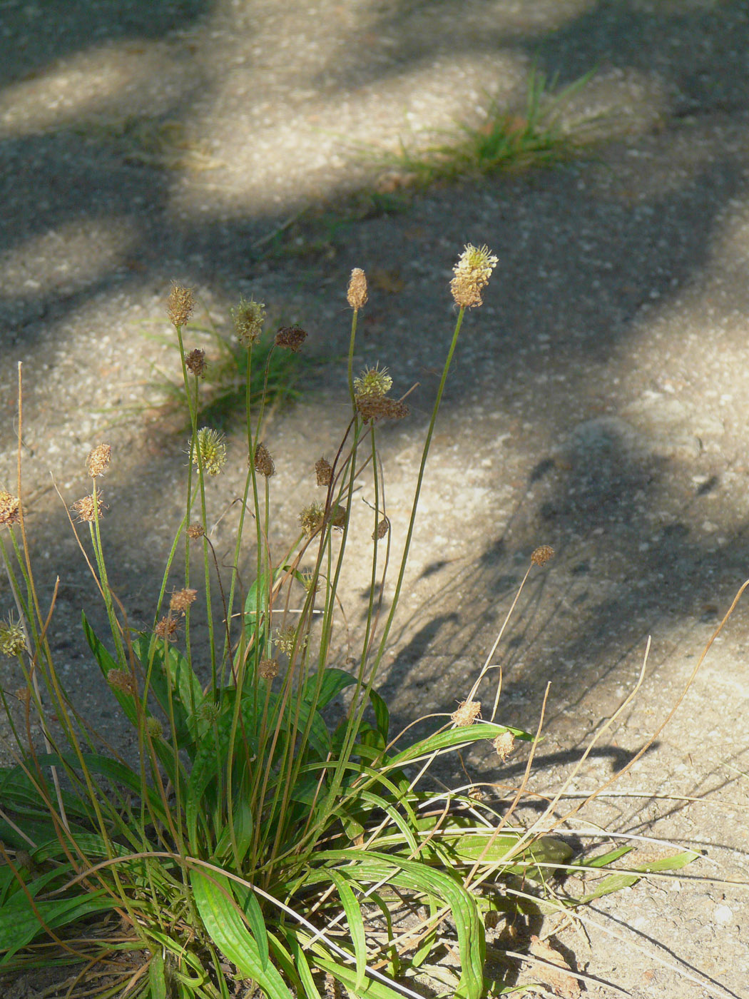 Image of Plantago lanceolata specimen.