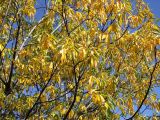 Salix rorida