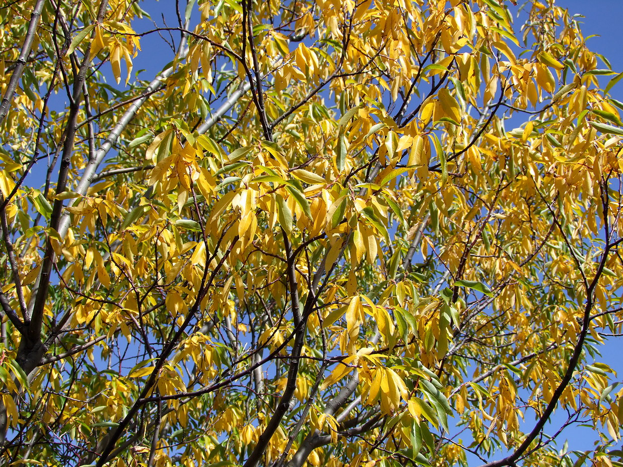 Image of Salix rorida specimen.