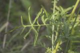 Centaurea scabiosa