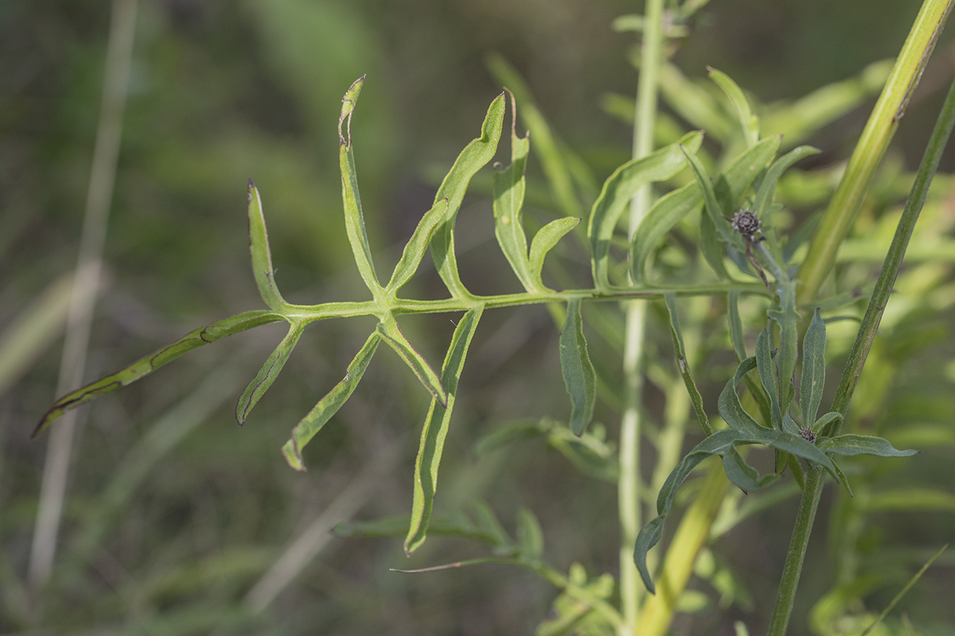 Image of Centaurea scabiosa specimen.