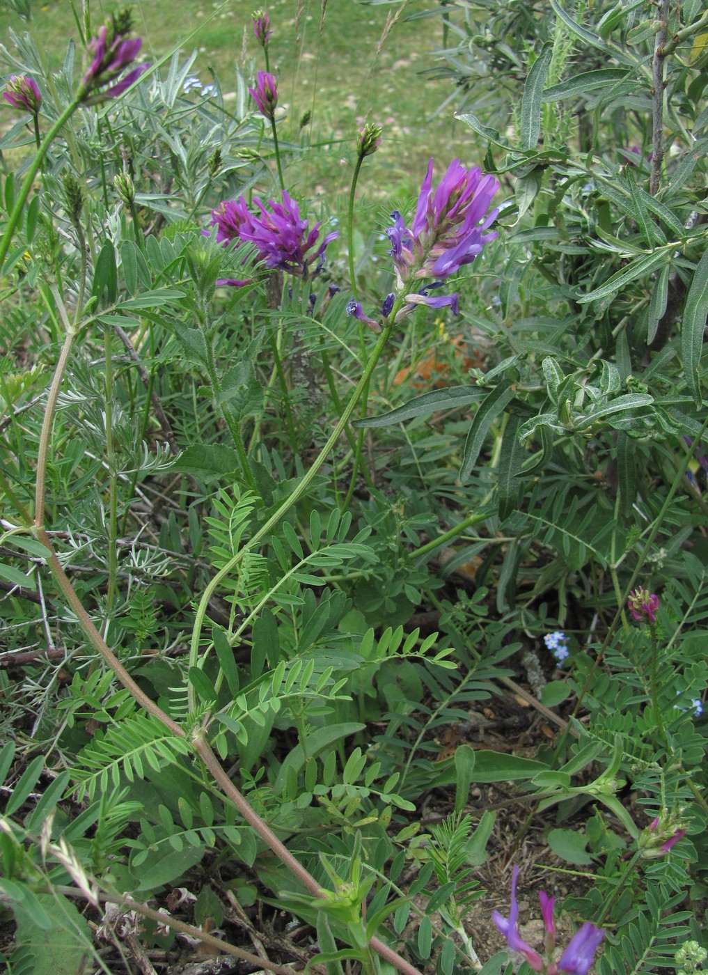 Изображение особи Astragalus onobrychis.