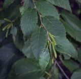 род Betula