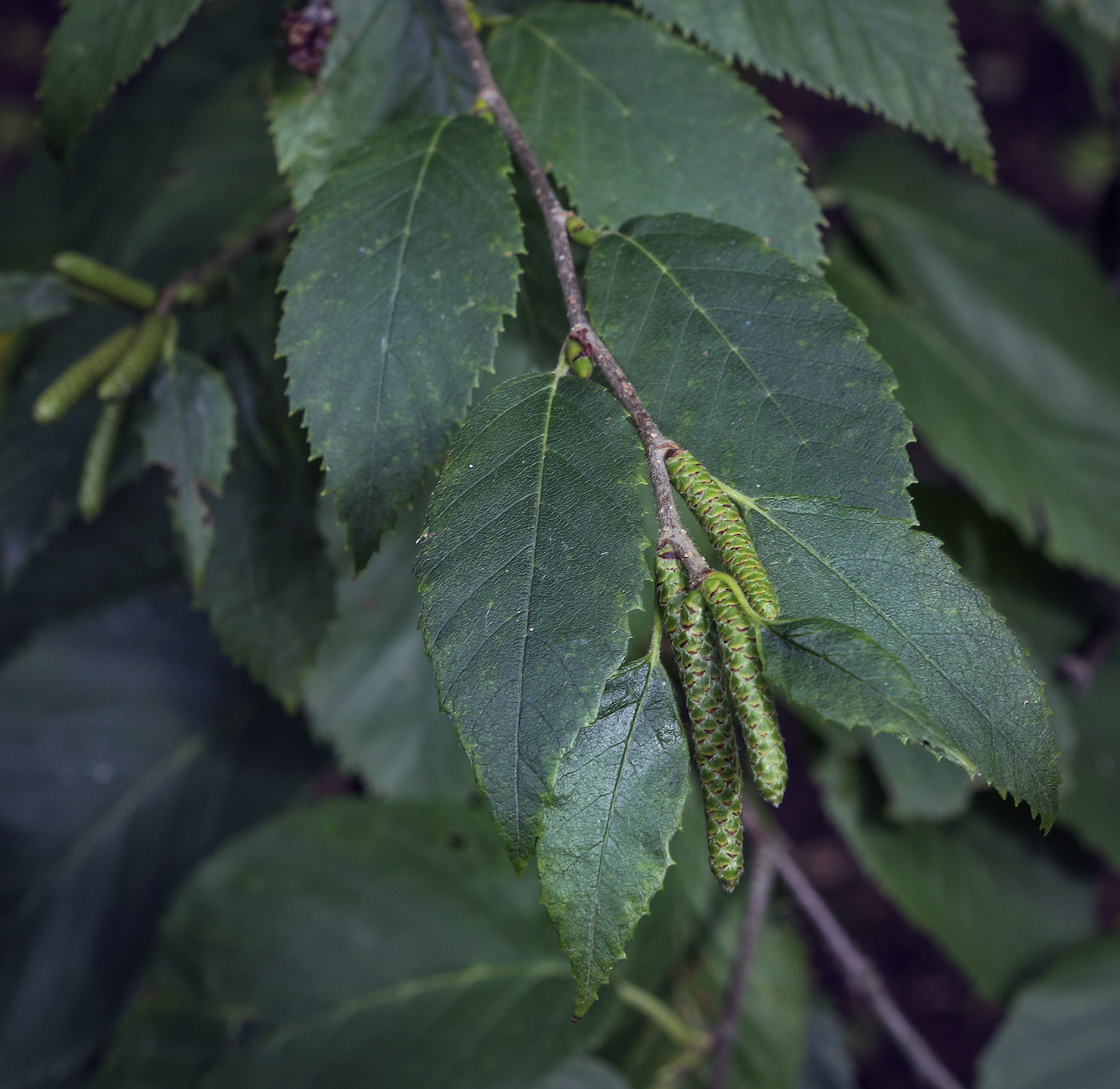 Изображение особи род Betula.