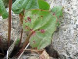 Oxyria digyna. Лист (вид снизу), поражённый грибом Ramularia pratensis. Кабардино-Балкария, Эльбрусский р-н, долина р. Ирикчат, ок. 2800 м н.у.м., каменистое место. 06.07.2020.
