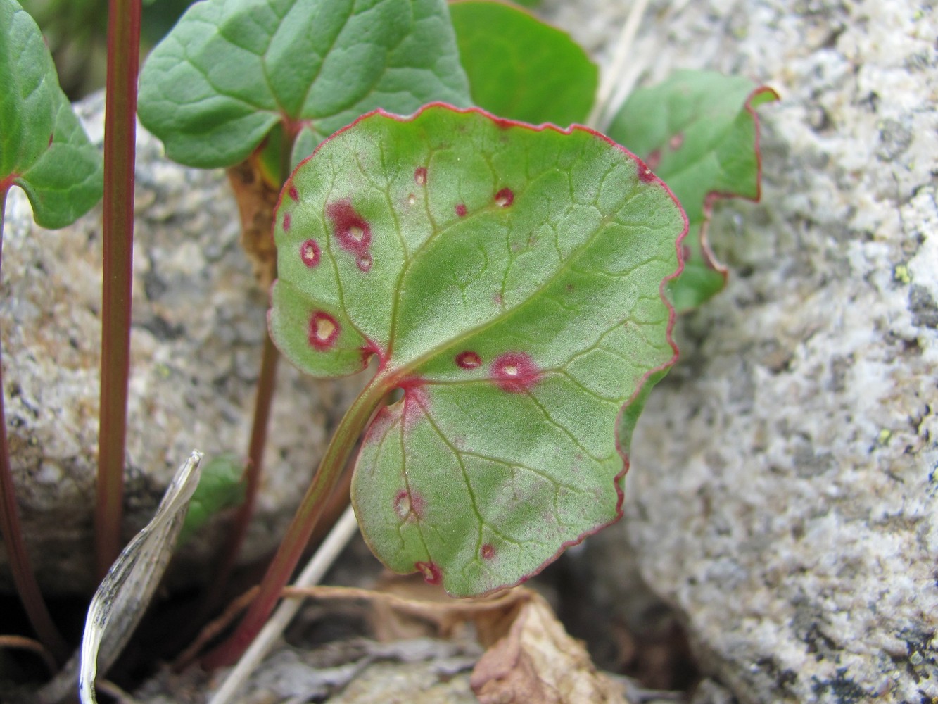 Image of Oxyria digyna specimen.