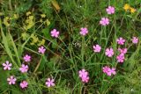 Dianthus deltoides