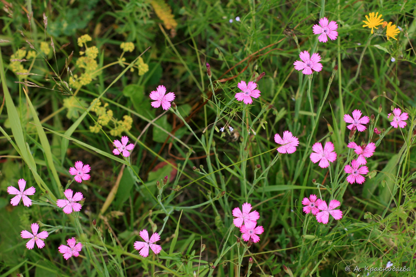 Изображение особи Dianthus deltoides.