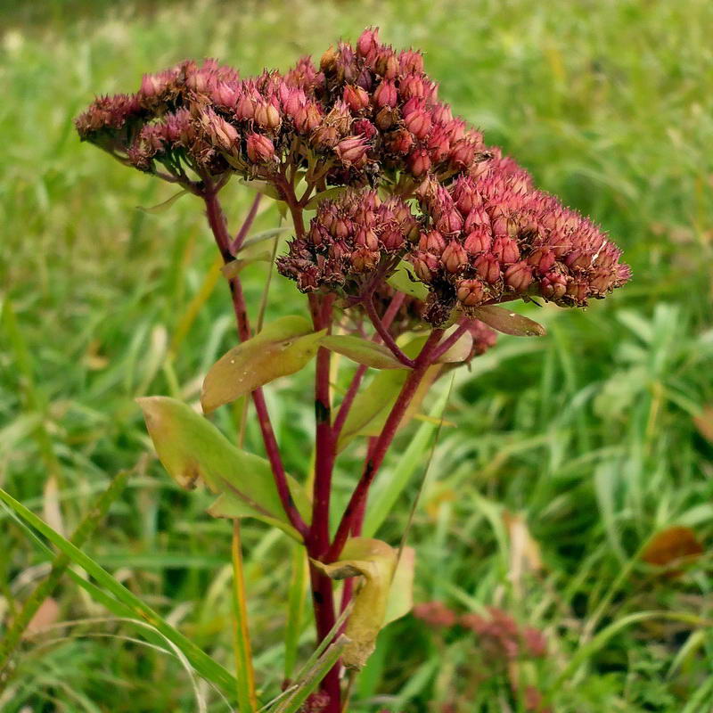 Изображение особи Hylotelephium triphyllum.