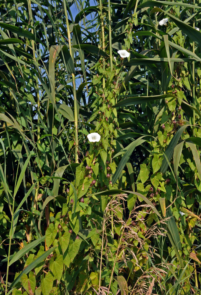 Image of Calystegia sepium specimen.