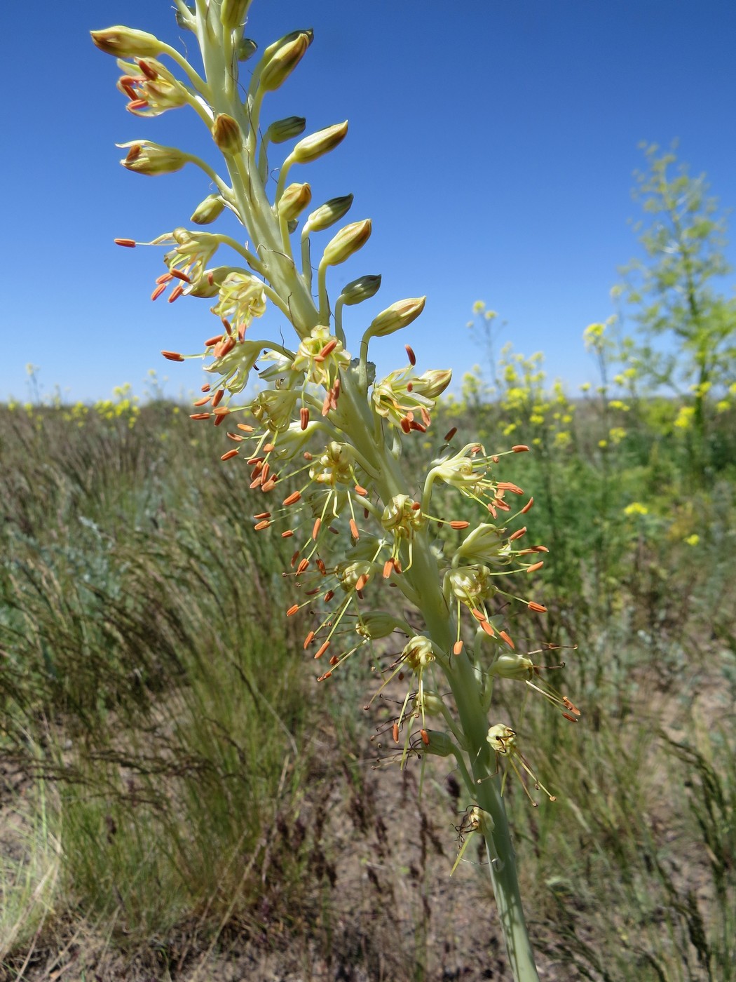 Image of Eremurus altaicus specimen.