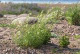 Galium boreale. Цветущее растение (справа - плодоносящая Viola). Ленинградская обл., Ломоносовский р-н, окр. Шепелёвского маяка; п-ов Каравалдай, берег Финского залива, каменисто-песчаный пляж. 24.06.2020.