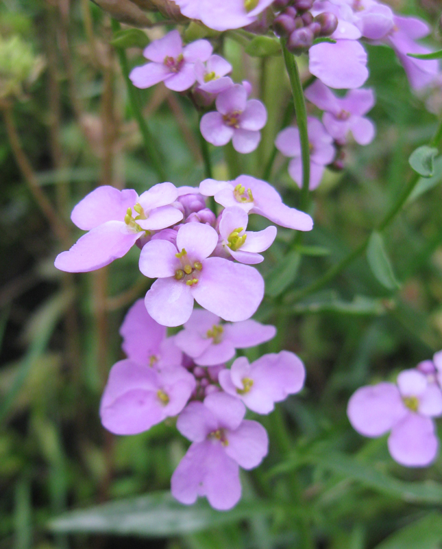 Image of Iberis umbellata specimen.