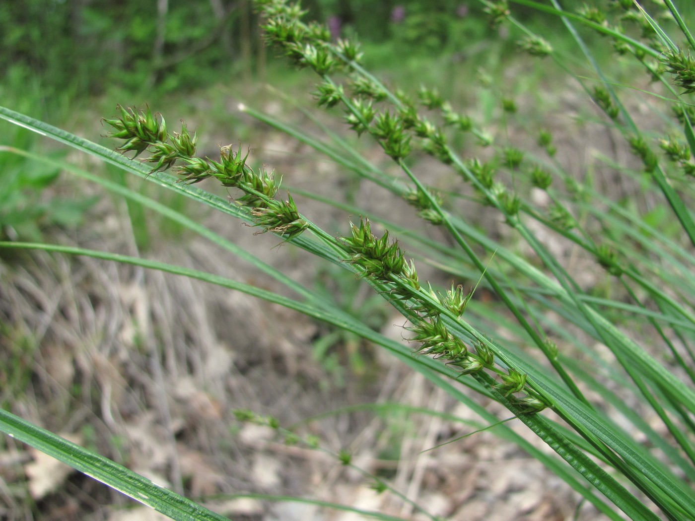 Изображение особи род Carex.