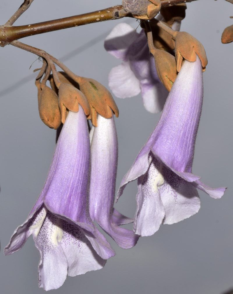 Image of Paulownia tomentosa specimen.