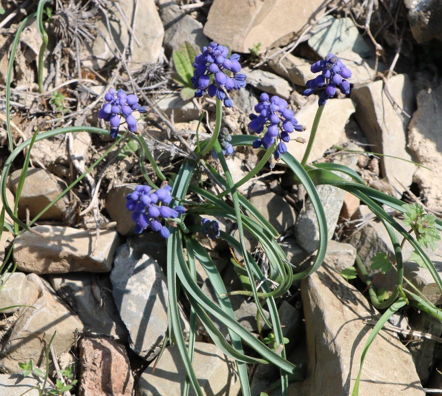 Изображение особи род Muscari.