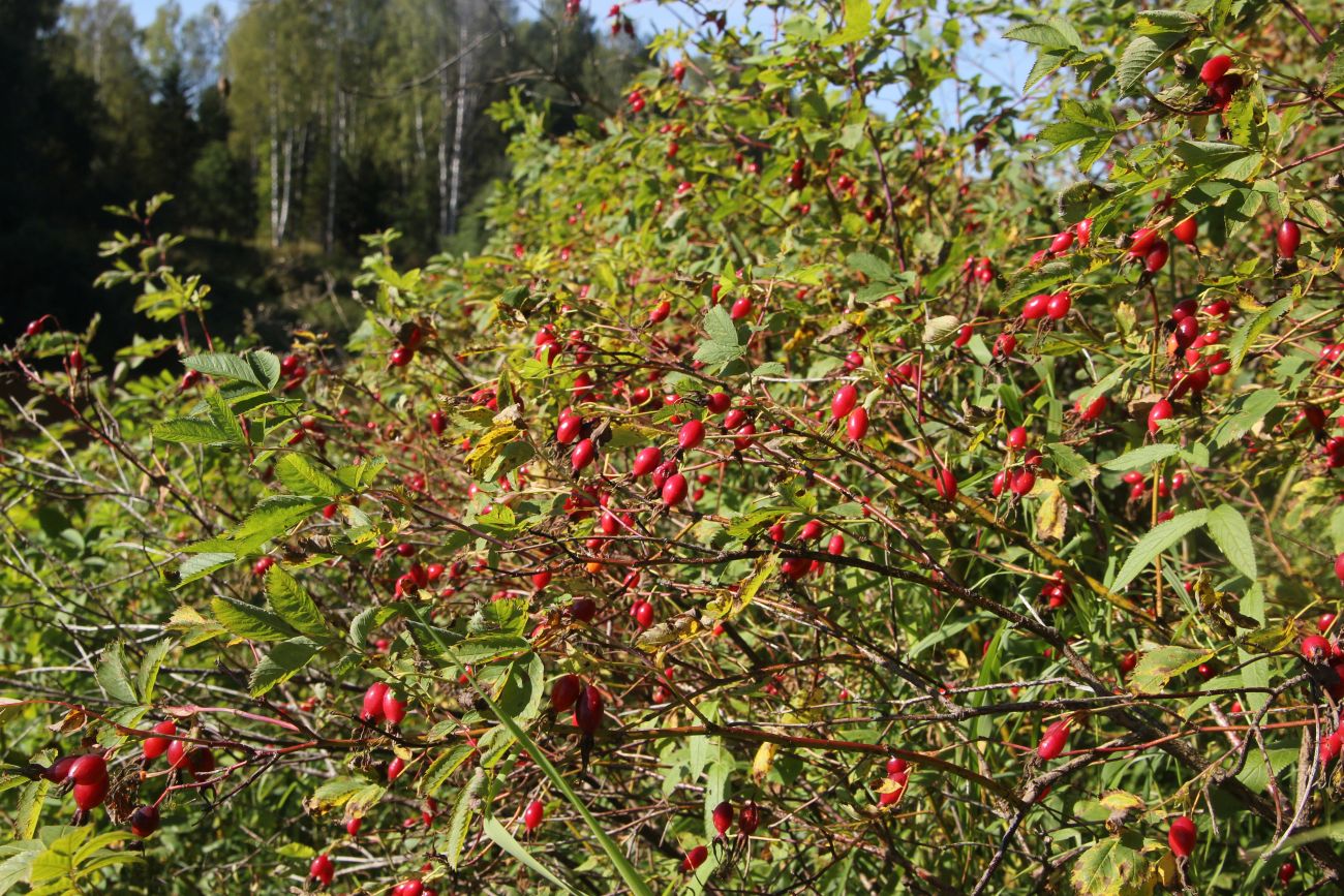 Изображение особи Rosa cinnamomea.