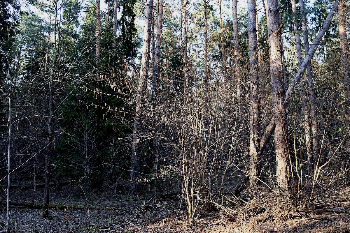 Image of Corylus avellana specimen.