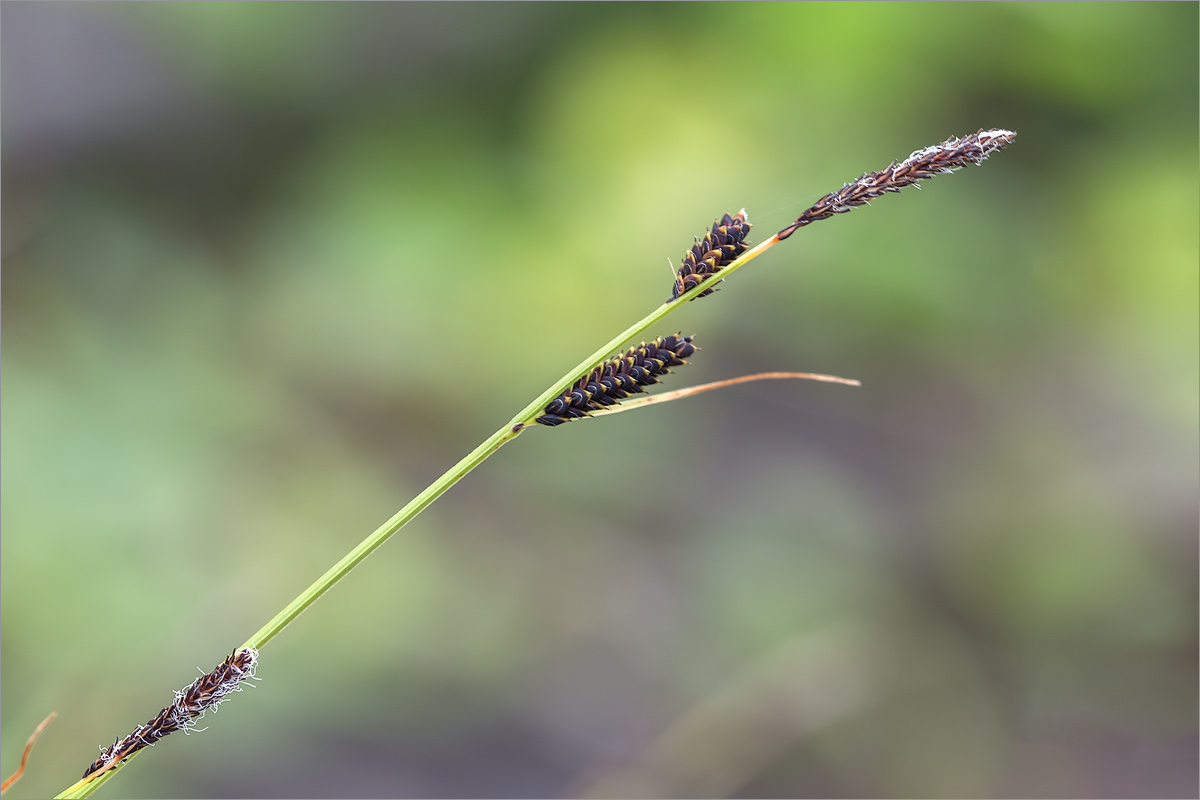 Изображение особи Carex cespitosa.