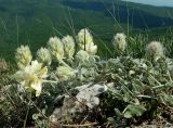 Hedysarum candidum. Цветущее растение. Крым, гора Чатыр-Даг, нижнее плато, на скале. 30.05.2021.