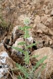 Echinops lipskyi