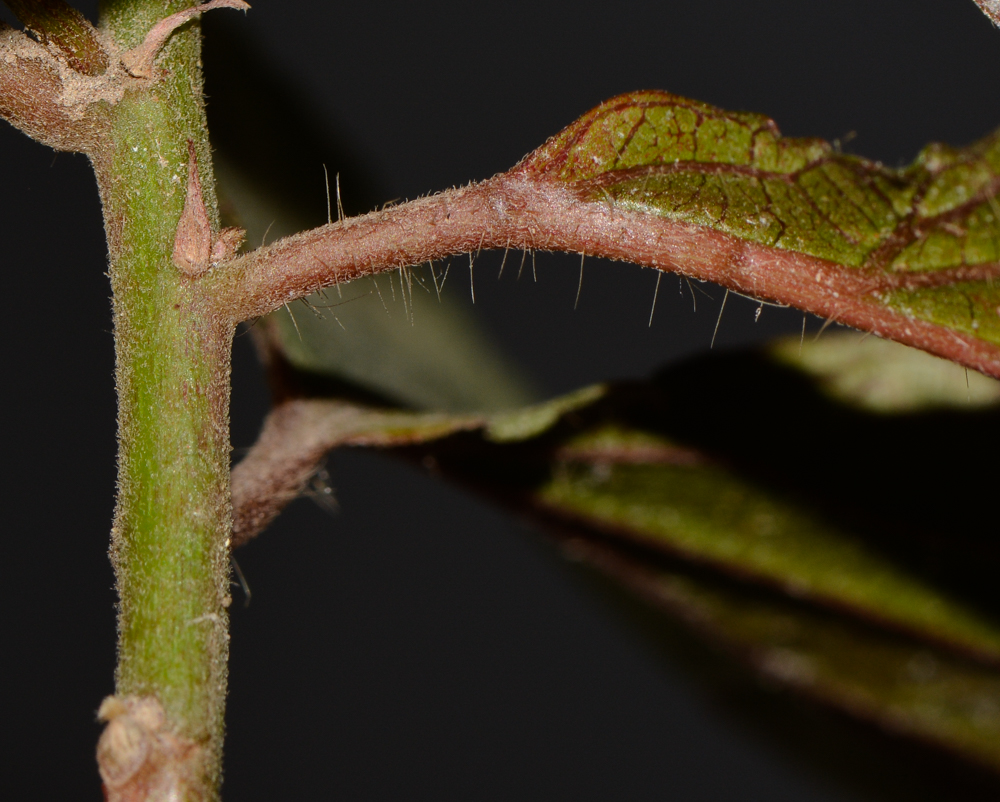 Image of Acalypha wilkesiana specimen.