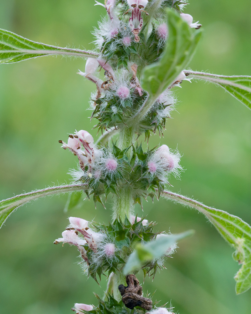 Изображение особи Leonurus quinquelobatus.