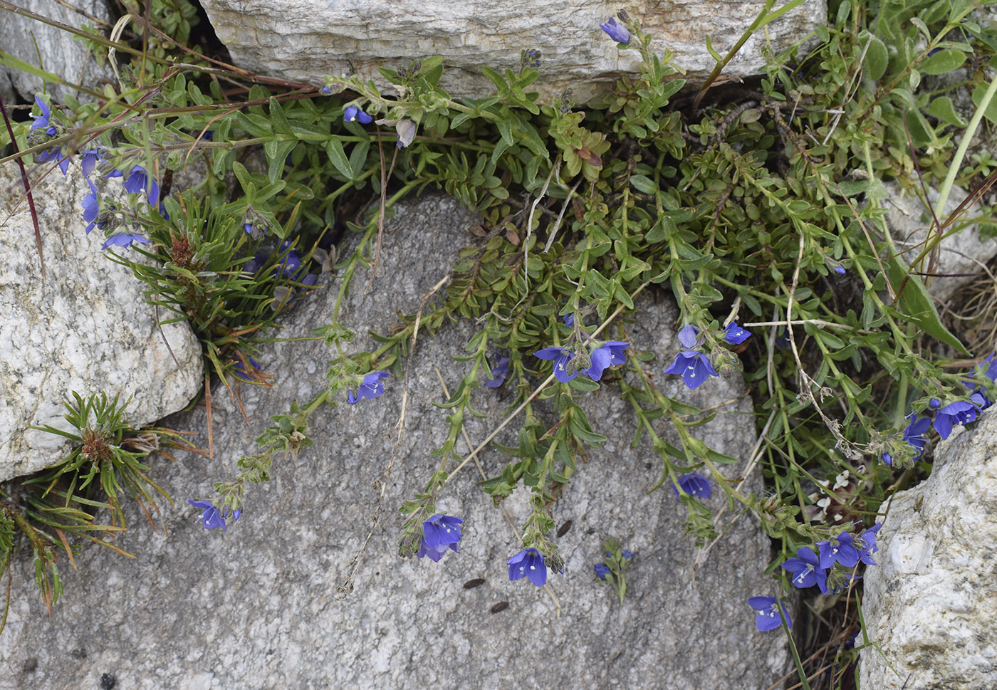 Image of Veronica fruticulosa specimen.