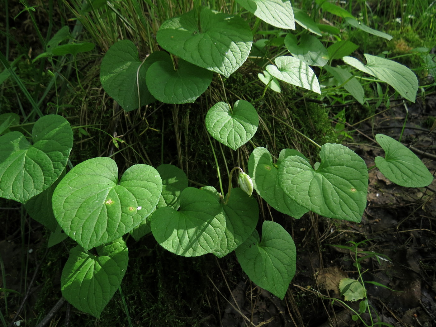 Изображение особи Viola epipsila.